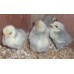 Pot luck bantam and pekin hatching eggs